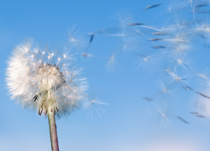 DandelionWind